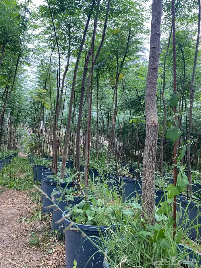 اشجار خشبيات ظل زينه بيوت طرق 6