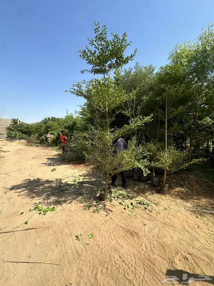 ترمناليا اشجار ترمناليا 6
