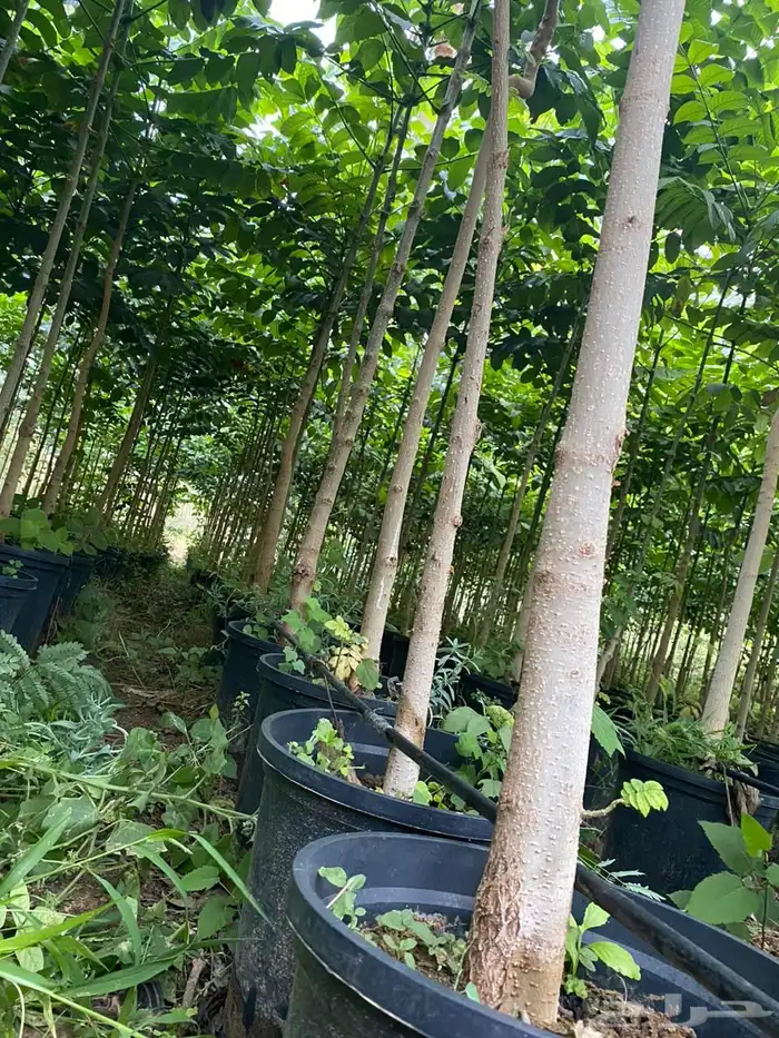 اشجار خشبيات ظل زينه بيوت طرق 2