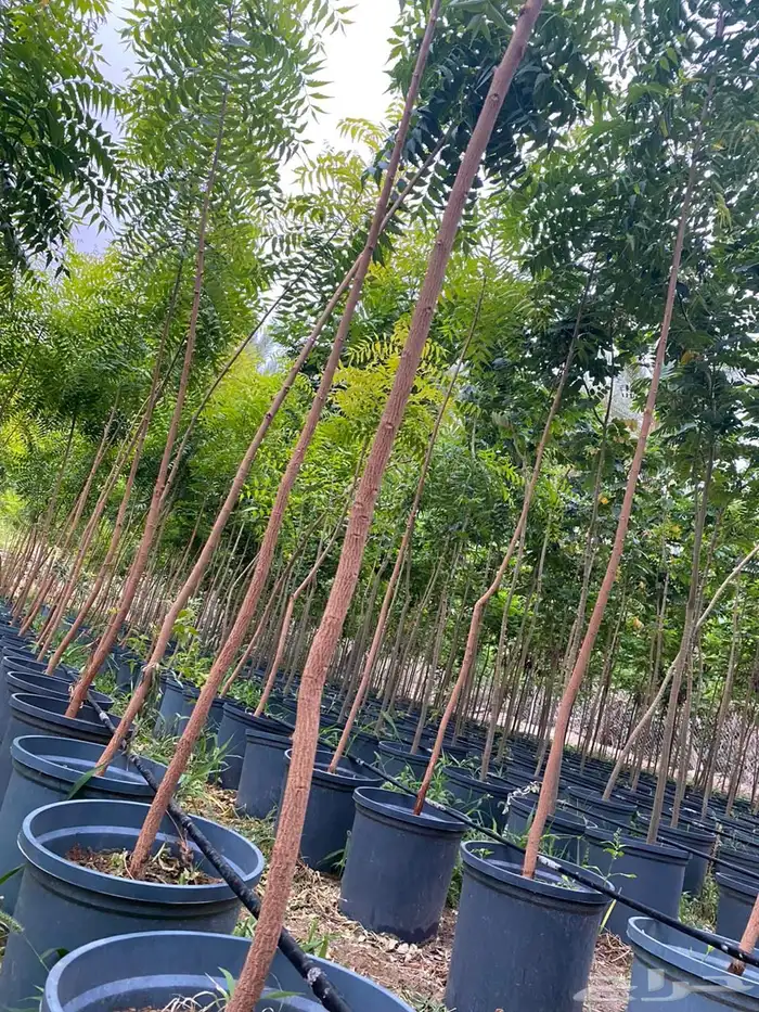 اشجار خشبيات ظل زينه بيوت طرق 1