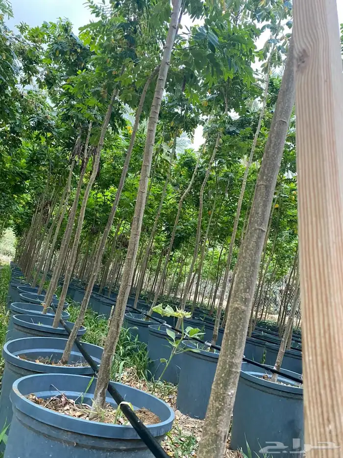 اشجار خشبيات ظل زينه بيوت طرق 0