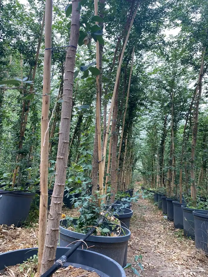 اشجار خشبيات ظل زينه بيوت طرق 8