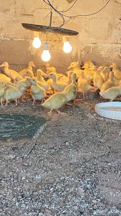 صوص بط تم البيع 0