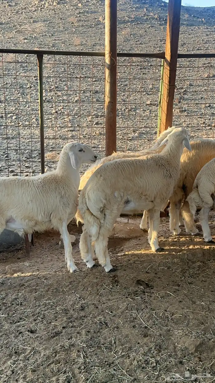 طليان بريه حري من إنتاج المراح 0