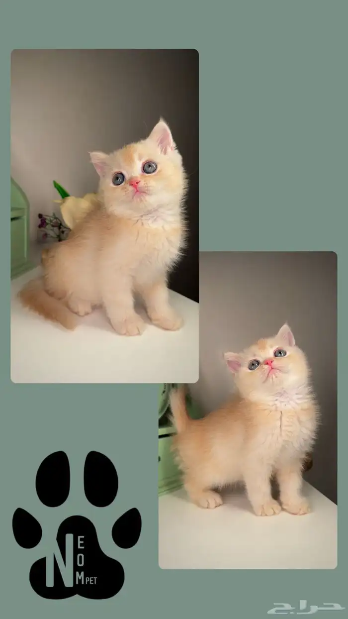 سكوتش فولد لونق هير كيتن قطط للبيع الرياض القصيم الخرج بسه 3