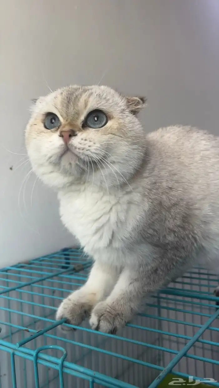 للتزاوج الذكر اورنتا سكوتش تربل فولد ny1133 مسجل 2