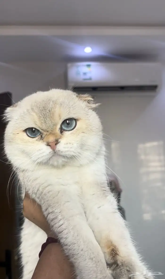 للتزاوج الذكر اورنتا سكوتش تربل فولد ny1133 مسجل 0