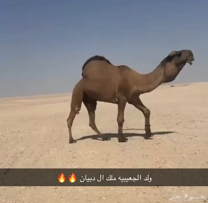 قعود اصفر دبياني كفو - ( تم البيع ) 5