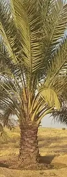 جميع انواع انخيل 0