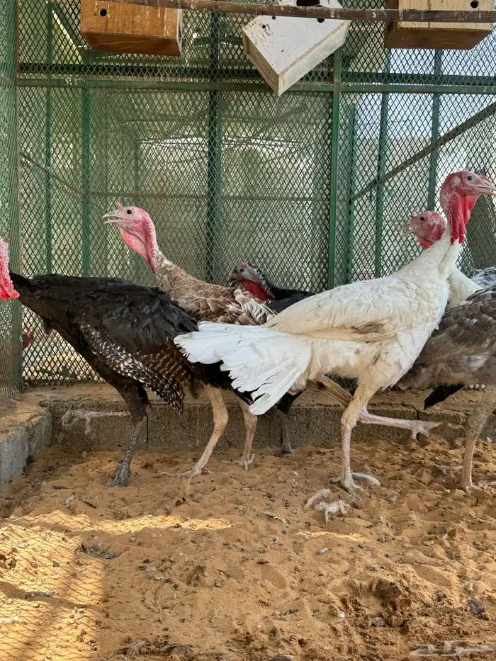 ديوك رومي حقت ذبح تم البيع 1