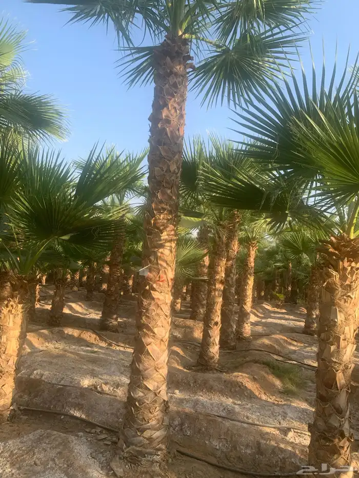 نخيل فاخر من الأخر 0