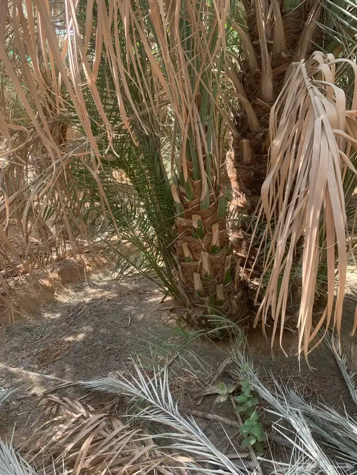 نخيل فاخر من الأخر 9