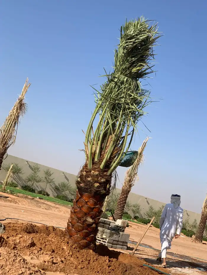 نخيل فاخر من الأخر 6