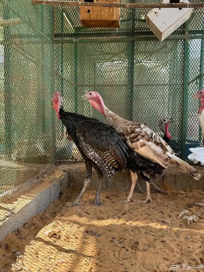 ديوك رومي حقت ذبح تم البيع 0