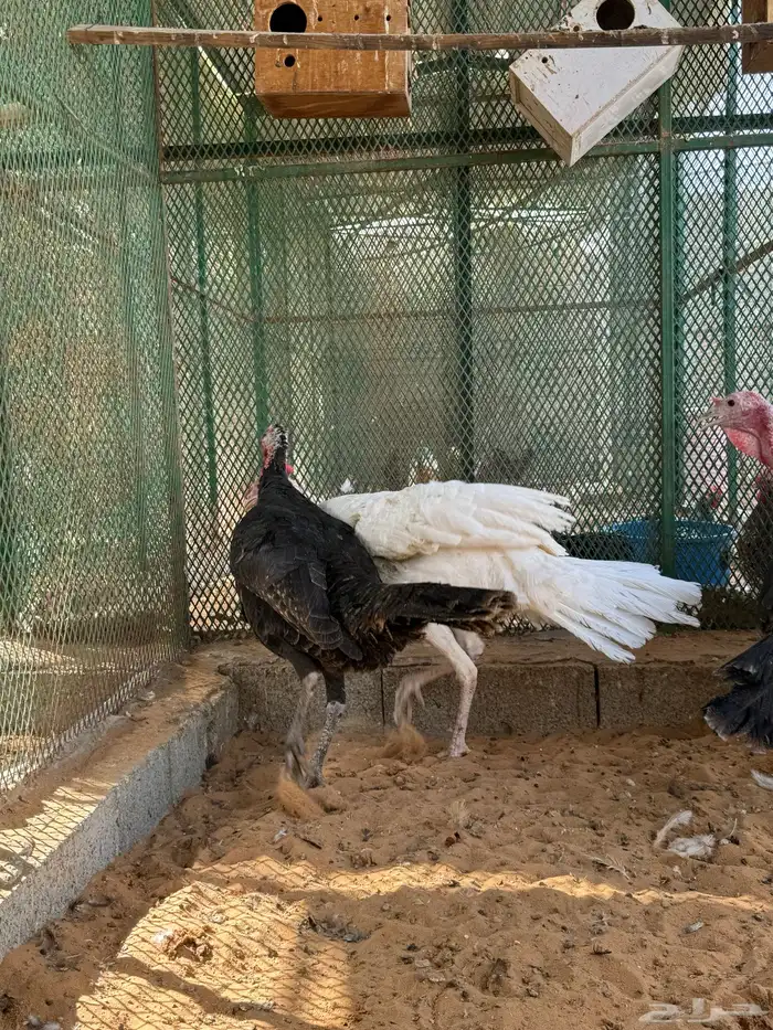 ديوك رومي حقت ذبح تم البيع 8