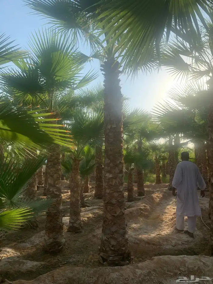 نخيل فاخر من الأخر 2