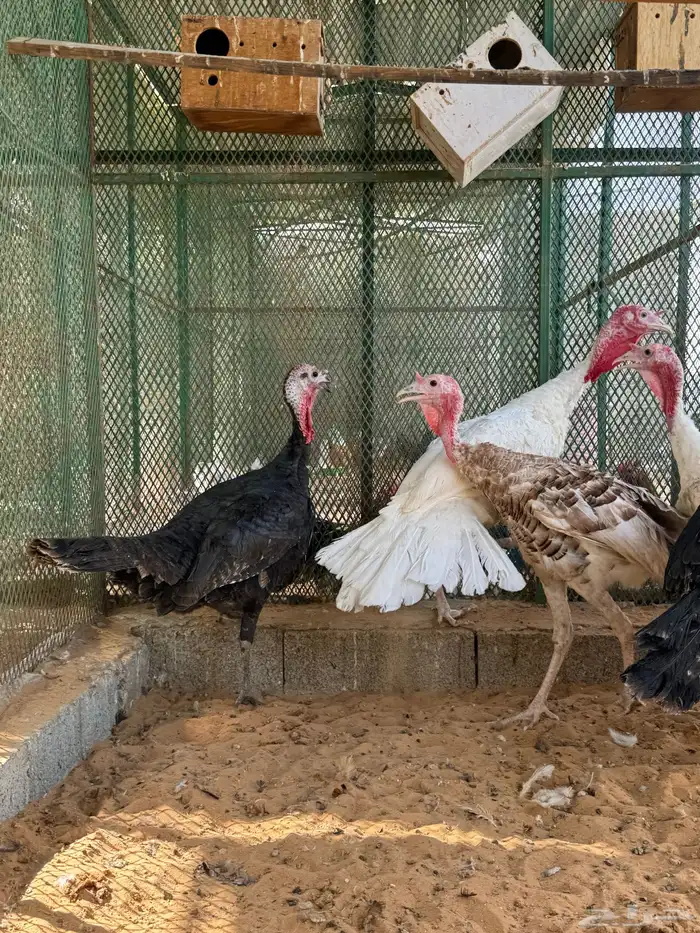 ديوك رومي حقت ذبح تم البيع 7