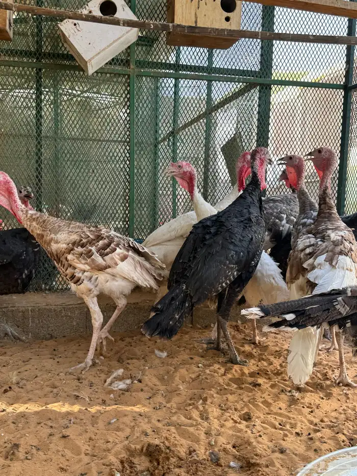 ديوك رومي حقت ذبح تم البيع 6