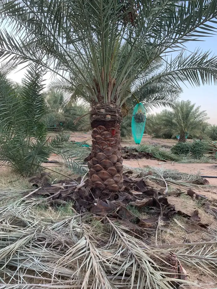 نخيل فاخر من الأخر 3