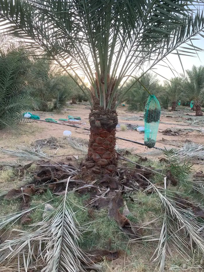 نخيل فاخر من الأخر 5