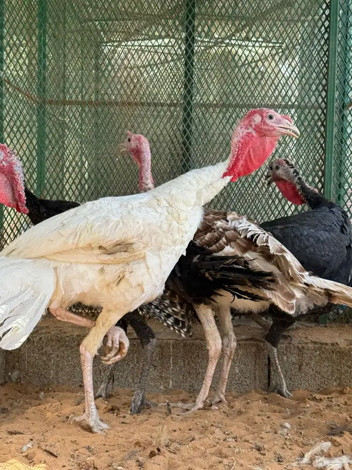 ديوك رومي حقت ذبح تم البيع 2