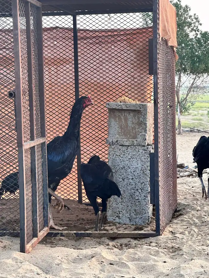 دجاج باكستاني سندي فواخر 6