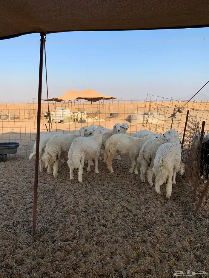 ذبايح للبيع ذبائح زواجات مناسبات حلال جاي من البر 10 طليان 1