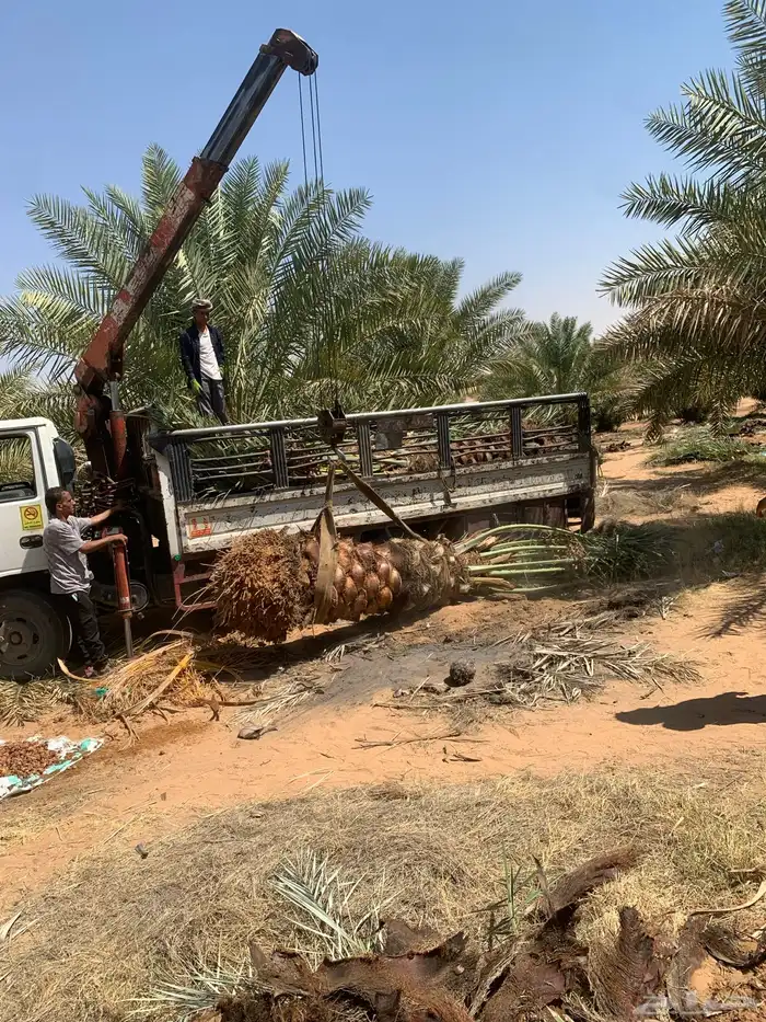 نخيل فاخر من الأخر 8