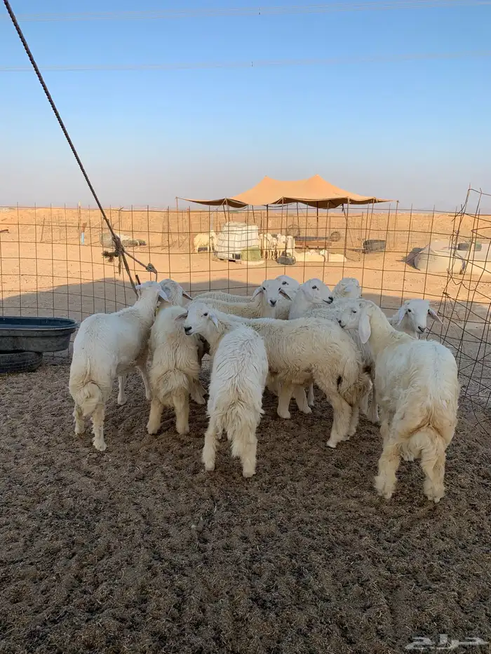 ذبايح للبيع ذبائح زواجات مناسبات حلال جاي من البر 10 طليان 0