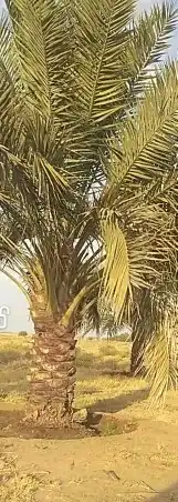 جميع انواع انخيل 3