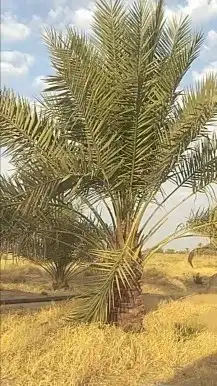 جميع انواع انخيل 2