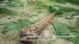 مزرعة الياسمين 2