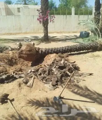 زبايناالكرام يوجدلديناخلاص هلالي رشودي صقعي نبوت سيف دخيني 7
