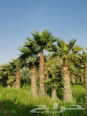 مزرعة الياسمين 0