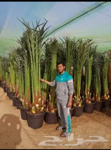 زبايناالكرام يوجدلديناخلاص هلالي رشودي صقعي نبوت سيف دخيني 0