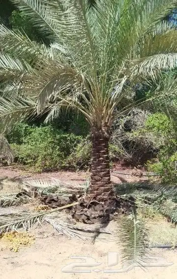 زبايناالكرام يوجدلديناخلاص هلالي رشودي صقعي نبوت سيف دخيني 9