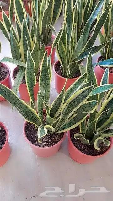 مزرعة الياسمين 8