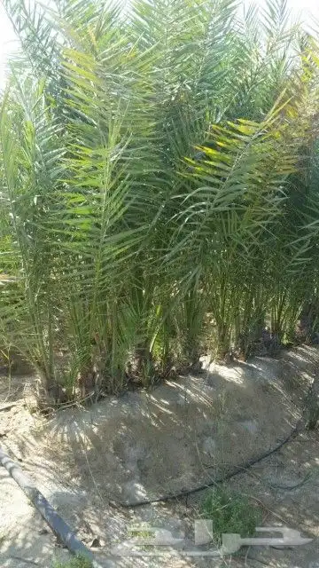 مزرعة الياسمين 3