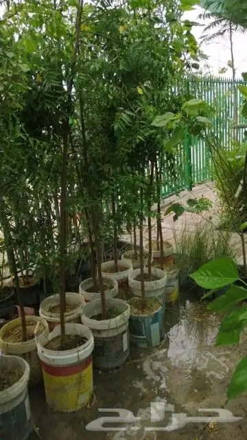 مزرعة الياسمين 6