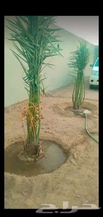 جميع انواع انخيل 5