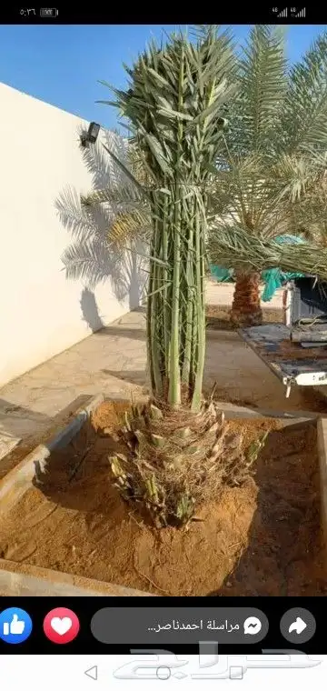 جميع انواع انخيل 6