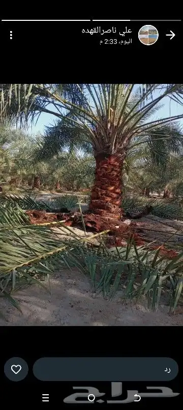 مقاول شبوك ونخيل 2