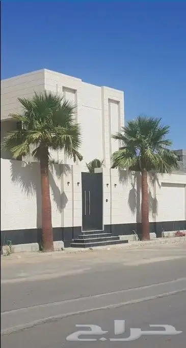 نخل واشنطني زينه 9