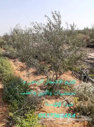 تقليم الزيتون والاشجار المثمرة 0