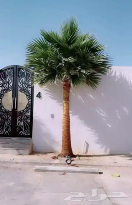 نخل واشنطني زينه 10