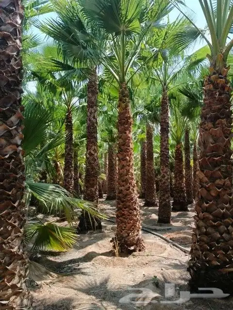 إنخل الوشنطني والعربي جميع انوع المقسات 0