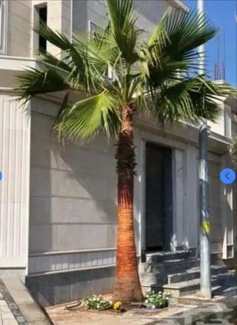 نخل واشنطني زينه 0