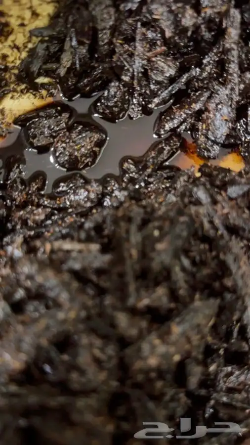 مسقى العود الملكي 4