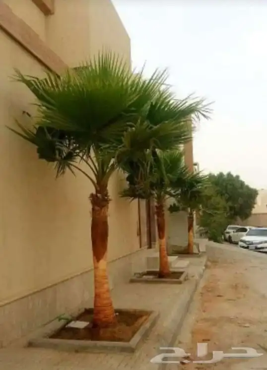 نخل واشنطني زينه 17