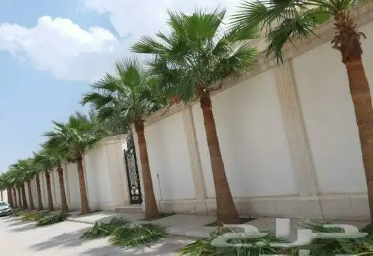 نخل واشنطني زينه 2